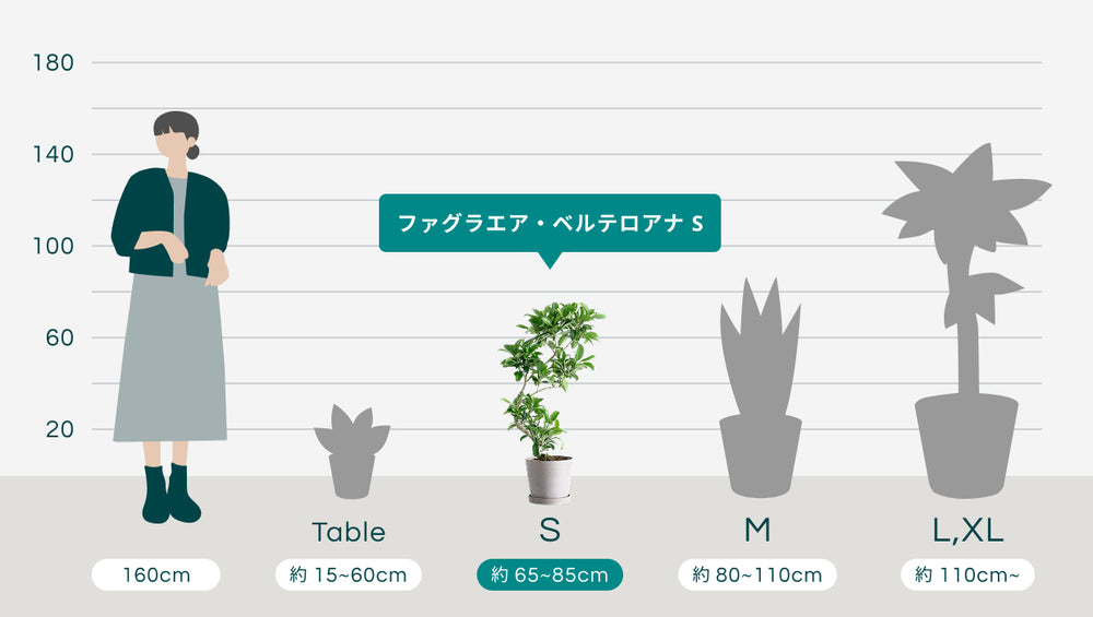 ファグラエア・ベルテロアナ Sのサイズ