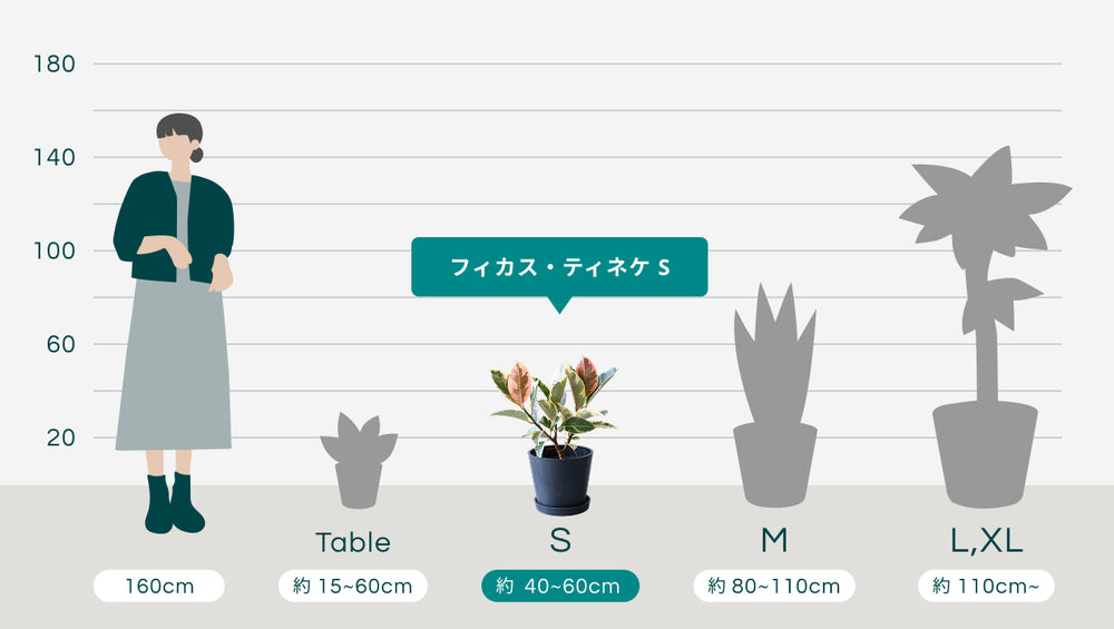 フィカス・ティネケ Sのサイズ