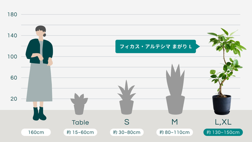 フィカス・アルテシマ まがり L〈沖縄産〉【首都圏限定】のサイズ