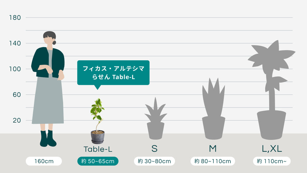 フィカス・アルテシマ らせん Table-L 　　のサイズ
