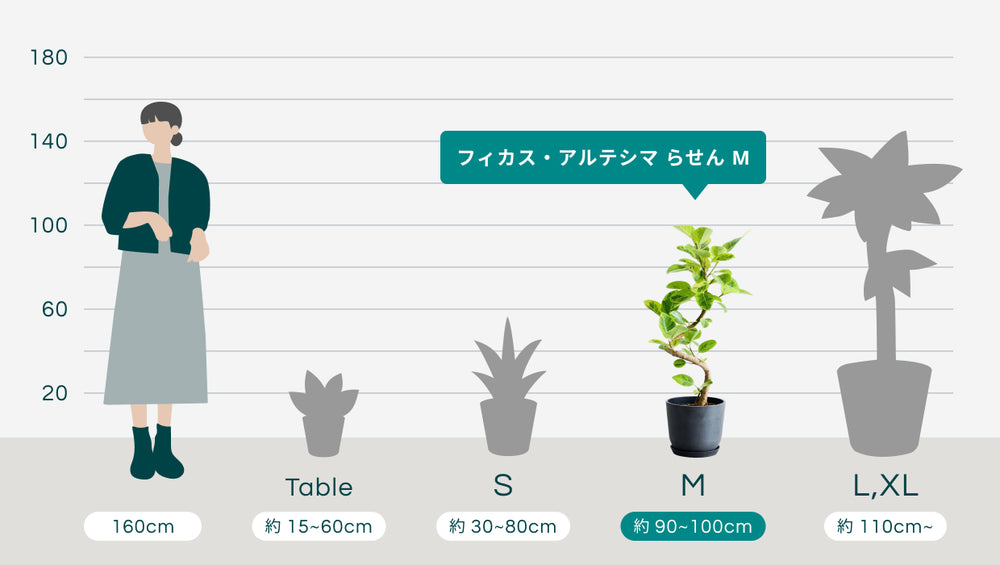 フィカス・アルテシマ らせん M〈沖縄産〉のサイズ