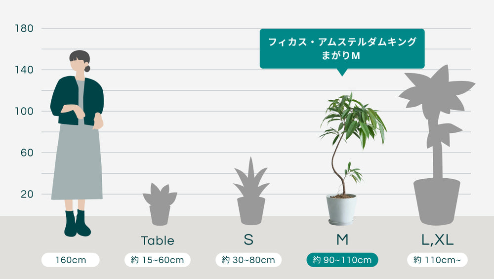 フィカス・アムステルダムキング まがりMのサイズ