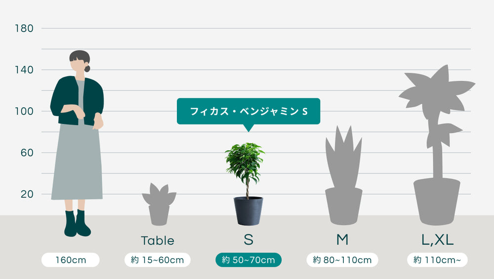フィカス・ベンジャミン Sのサイズ