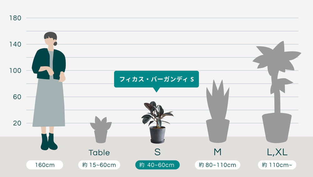 フィカス・バーガンディ Sのサイズ