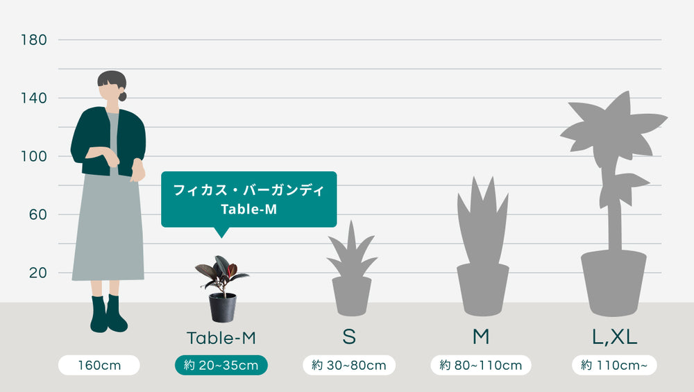 フィカス・バーガンディ Table-Mのサイズ