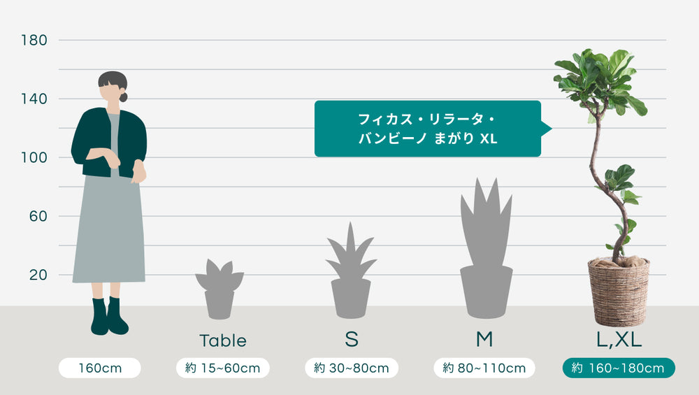 フィカス・リラータ・バンビーノ まがり XL (バナナリーフバスケット ブラウン)のサイズ