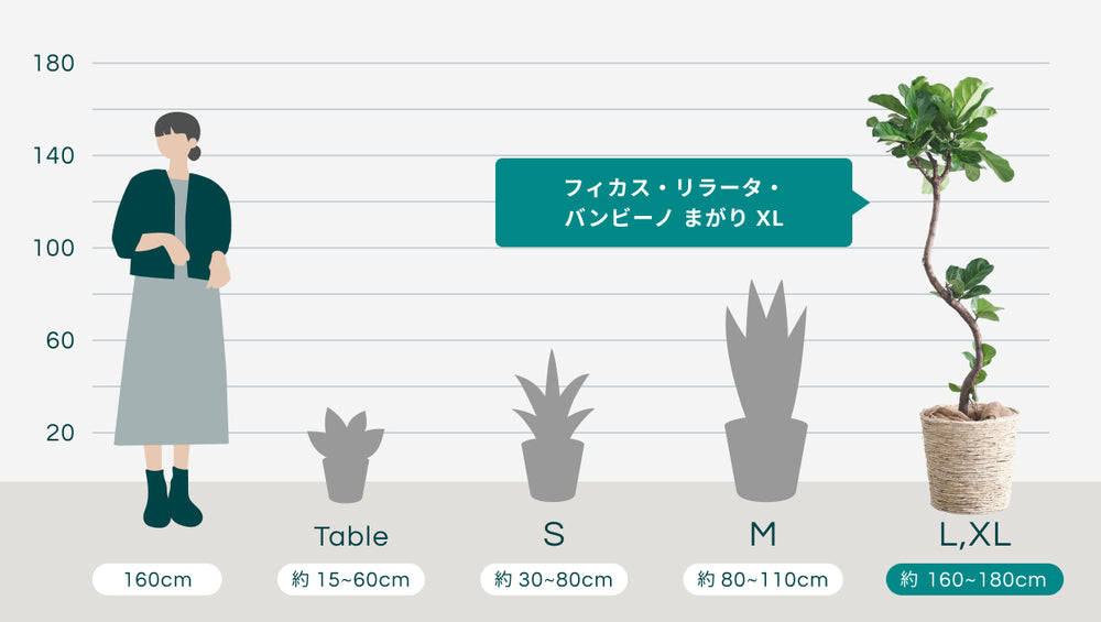 フィカス・リラータ・バンビーノ まがり XL (バナナリーフバスケット ナチュラル)のサイズ