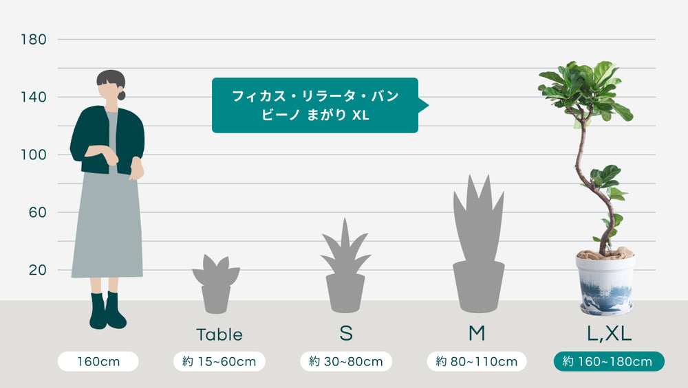フィカス・リラータ・バンビーノ まがり XL (アーバンプランツポット マーブルミルク)のサイズ