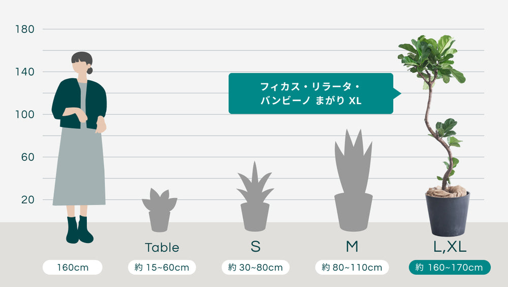 フィカス・リラータ・バンビーノ まがり XL (レザーカバー ベージュ)のサイズ