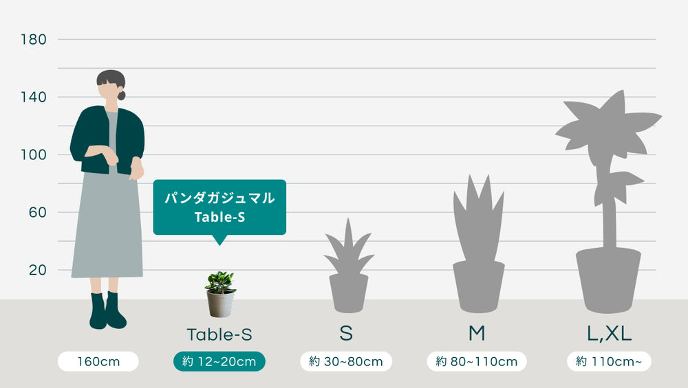 パンダガジュマル Table-Sのサイズ