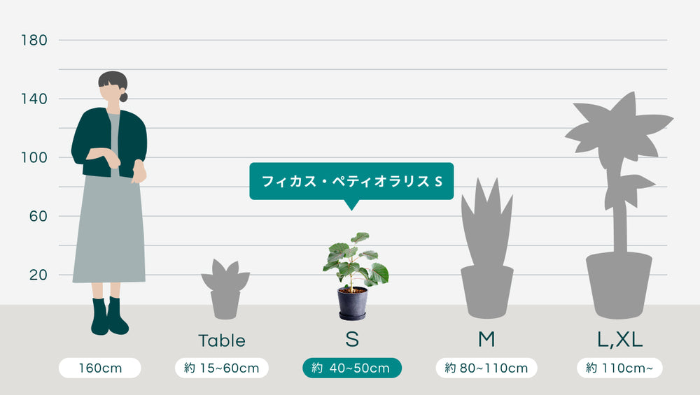 フィカス・ペティオラリス Sのサイズ