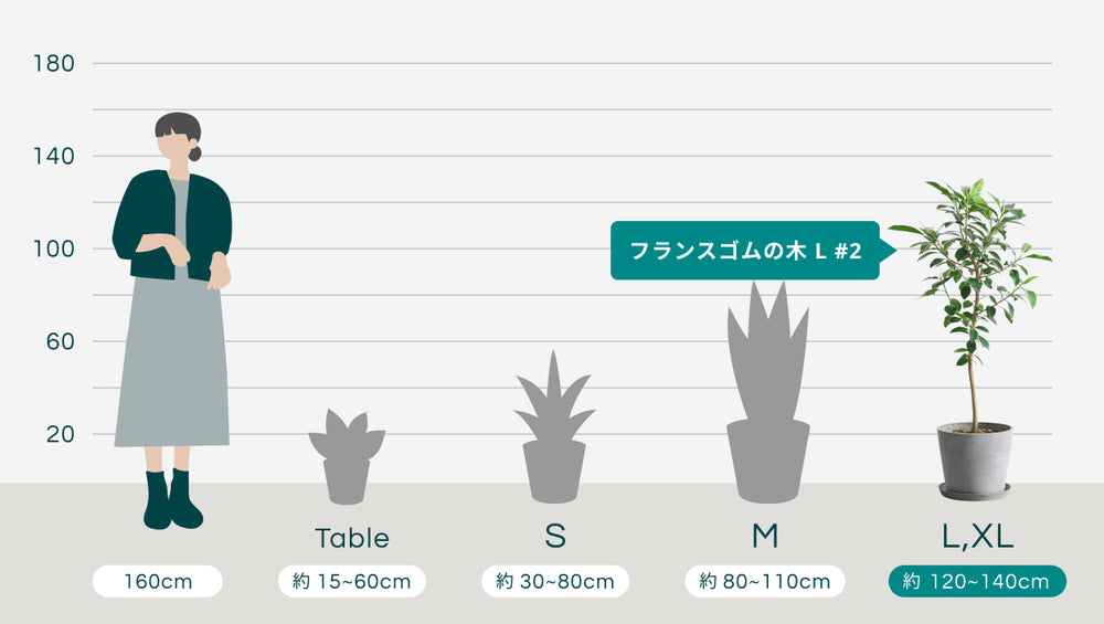 フランスゴムの木 L #2のサイズ