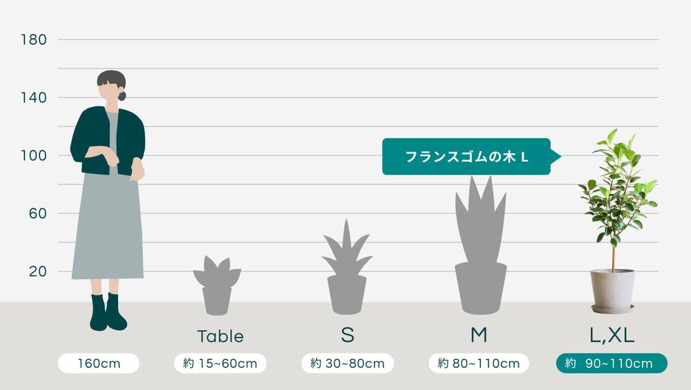 フランスゴムの木 Lのサイズ