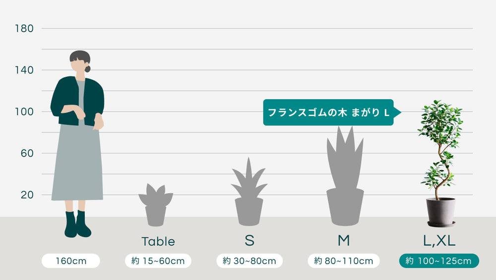 フランスゴムの木 まがり Lのサイズ