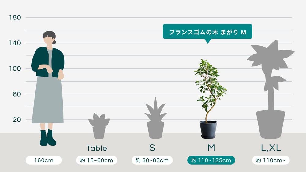 フランスゴムの木 まがり Mのサイズ