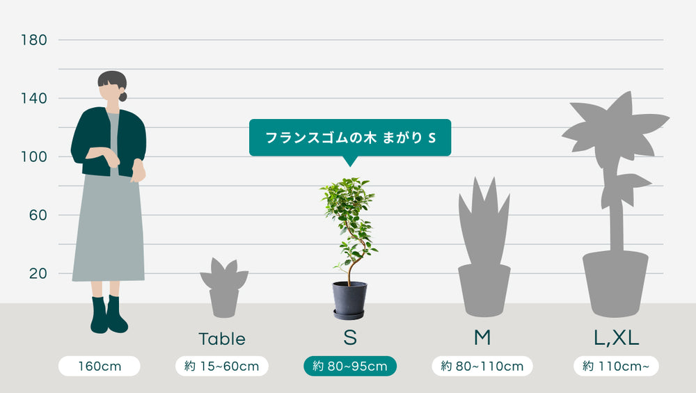 フランスゴムの木 まがり Sのサイズ