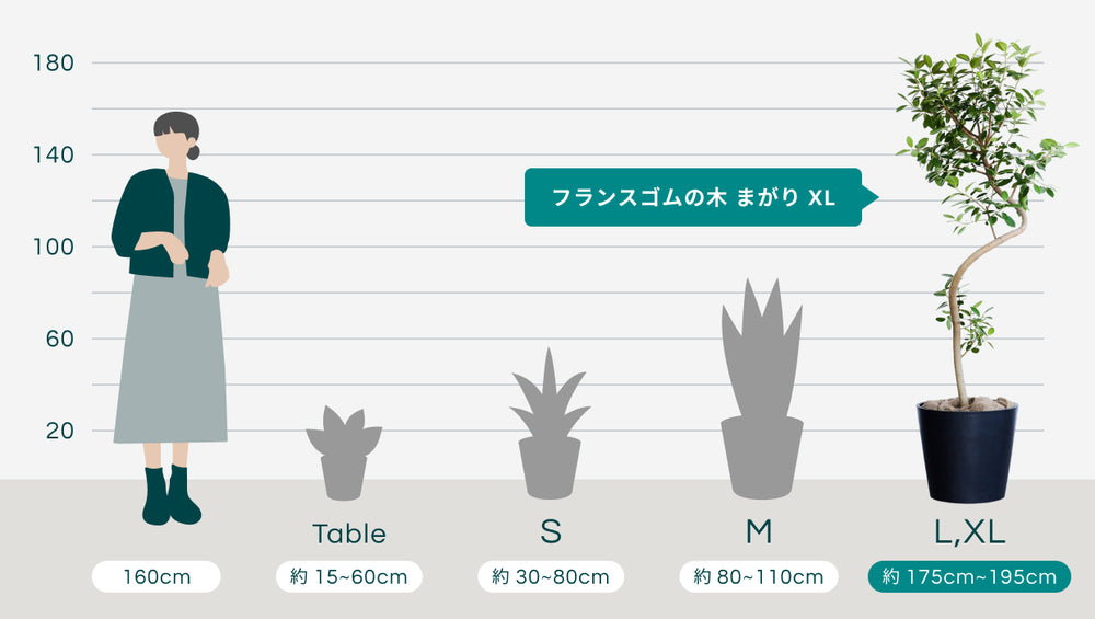 フランスゴムの木 まがり  XL【首都圏限定】のサイズ