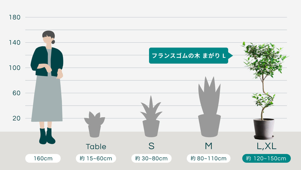 フランスゴムの木 まがり L 〈沖縄産〉のサイズ