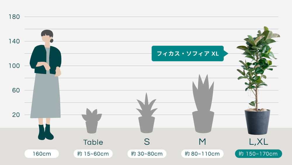 フィカス・ソフィア XLのサイズ