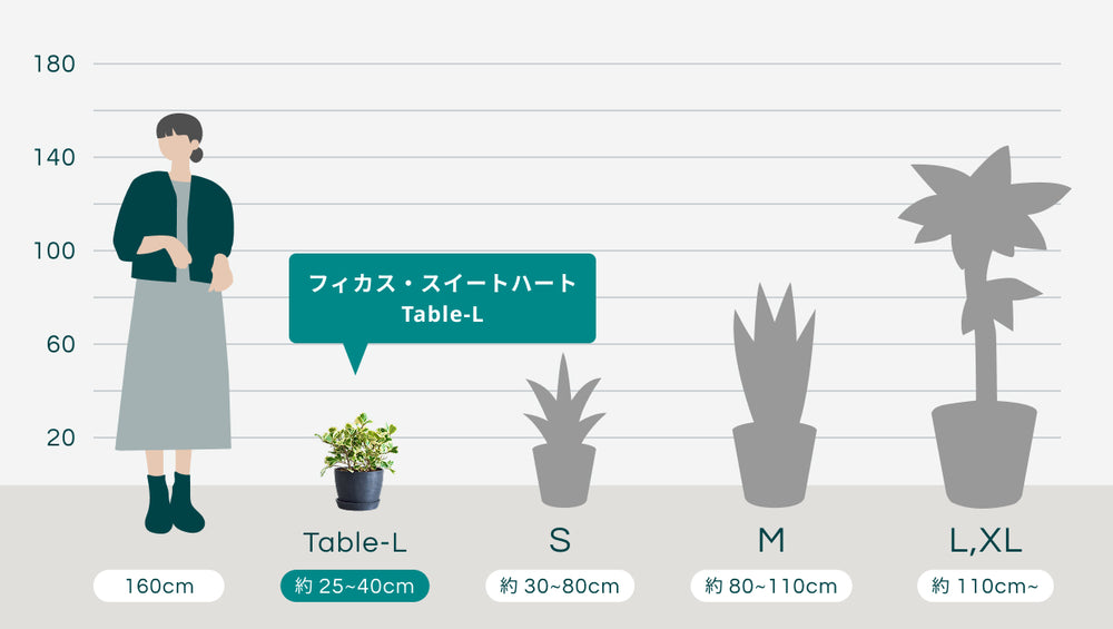 フィカス・スイートハート　Table-Lのサイズ