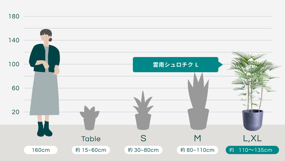 雲南シュロチク Lのサイズ