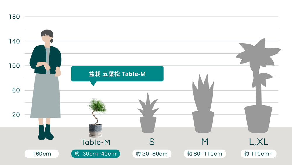 盆栽  五葉松 Table-Mのサイズ