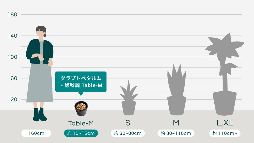 グラプトペタルム・姫秋麗 Table-Mのサイズ