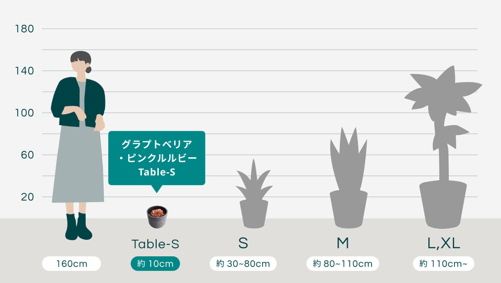 グラプトベリア・ピンクルルビー Table-Sのサイズ