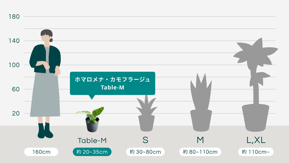 ホヤ・カリストフィラ 双葉 Table-Mのサイズ