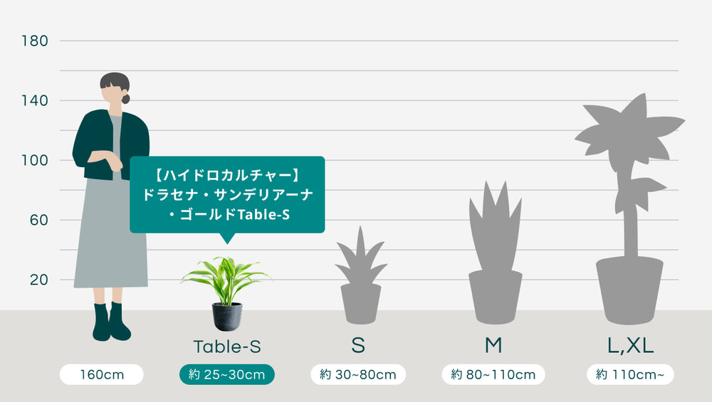 【ハイドロカルチャー】ドラセナ・サンデリアーナ・ゴールドTable-Sのサイズ
