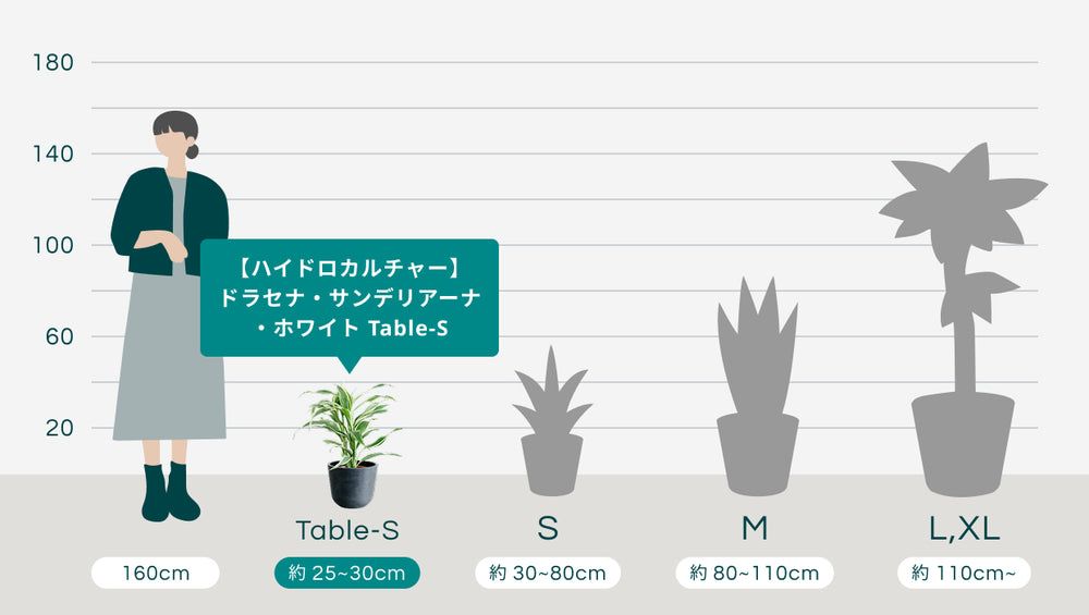 【ハイドロカルチャー】ドラセナ・サンデリアーナ・ホワイト Table-Sのサイズ