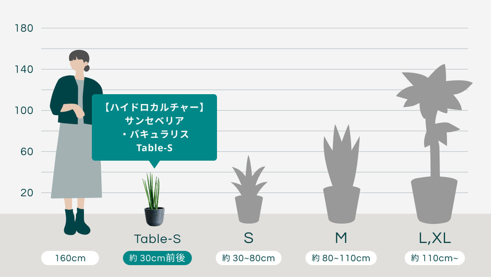【ハイドロカルチャー】サンセベリア・バキュラリス Table-Sのサイズ