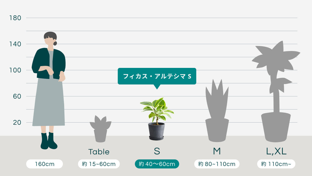 フィカス・アルテシマ Sのサイズ