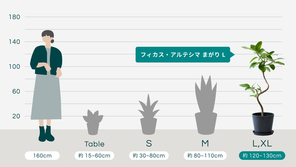 フィカス・アルテシマ まがり L〈沖縄産〉のサイズ