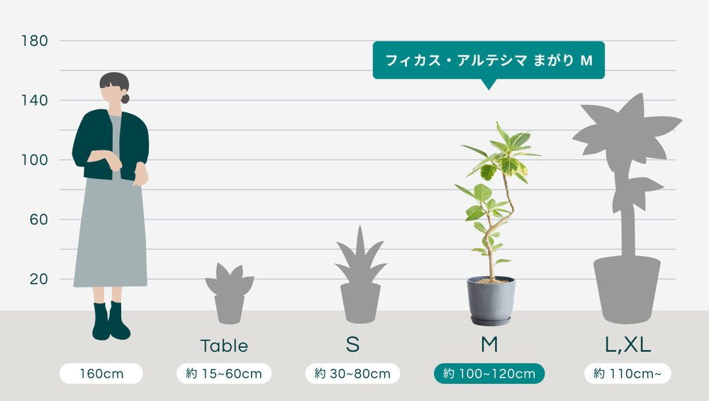 フィカス・アルテシマ まがり M 〈沖縄産〉のサイズ