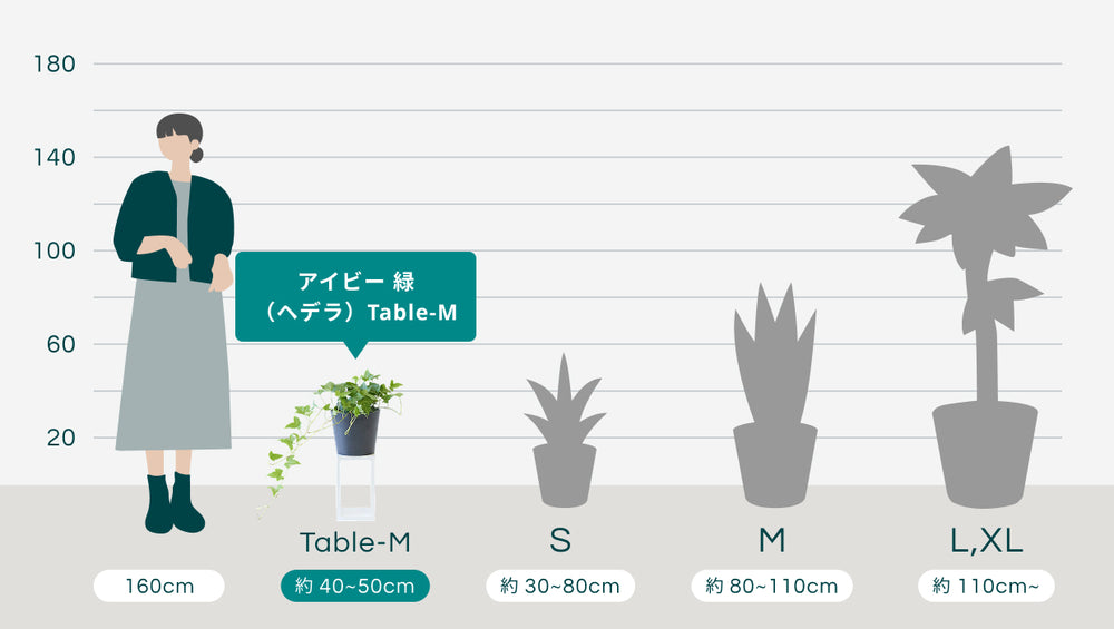 アイビー 緑（ヘデラ） Table-Mのサイズ