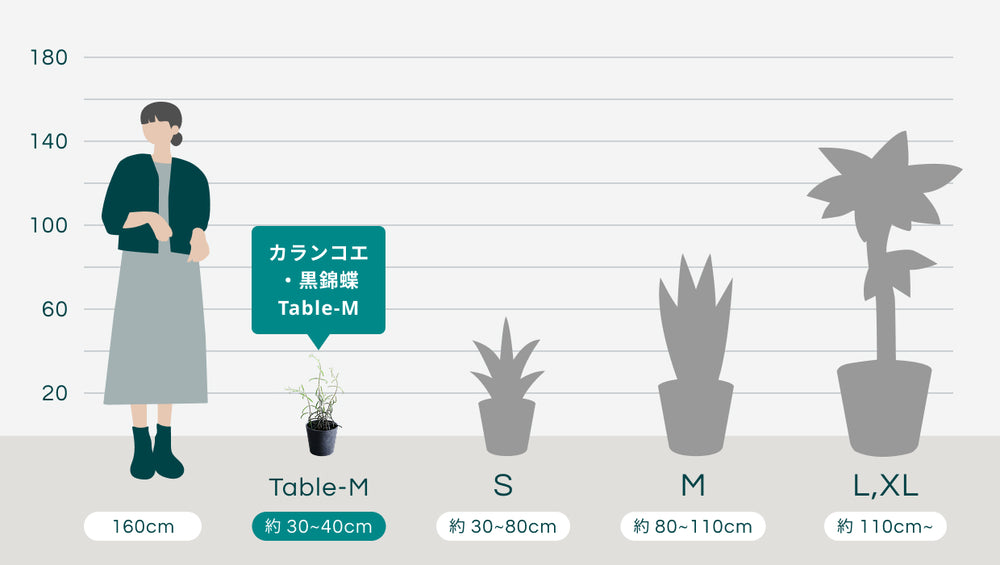 カランコエ・黒錦蝶　Table-Mのサイズ