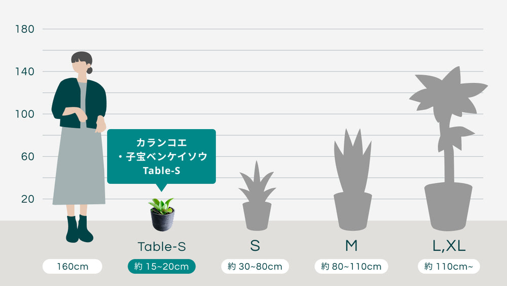 カランコエ・子宝ベンケイソウ Table-Sのサイズ