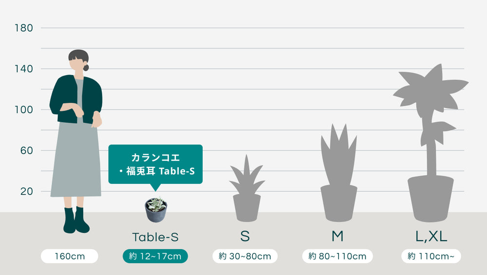 カランコエ・福兎耳 Table-Sのサイズ