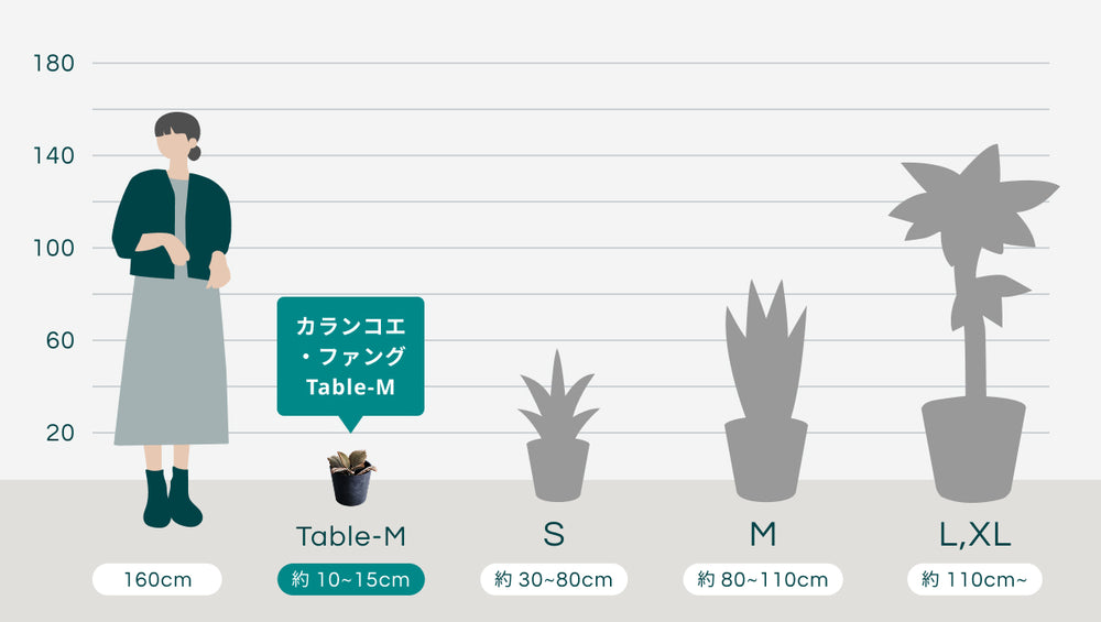 カランコエ・ファング Table-Mのサイズ