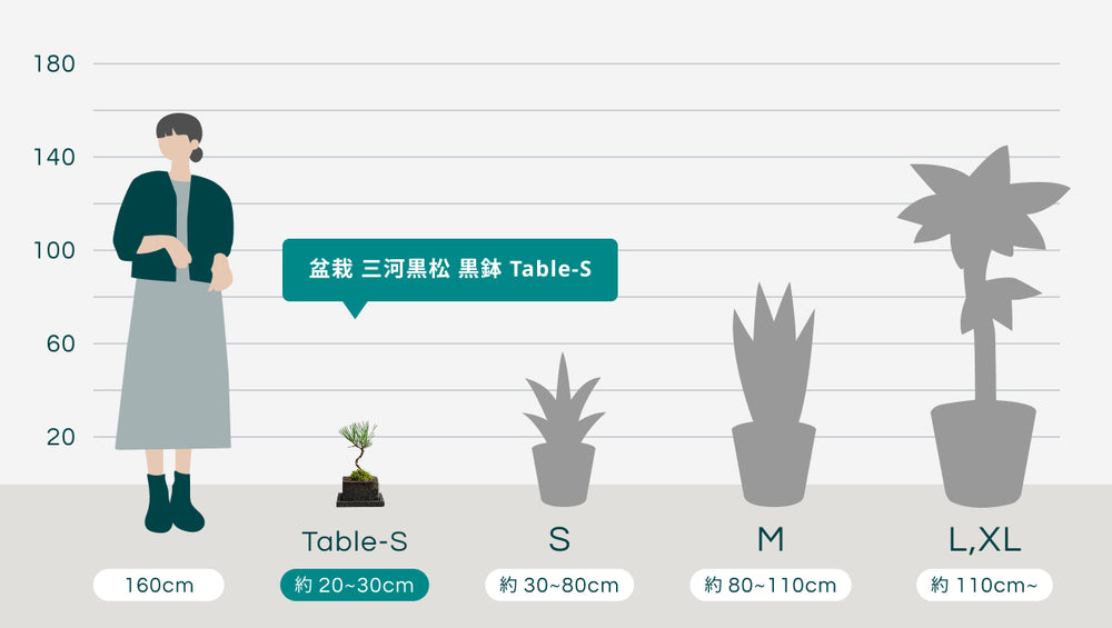 盆栽 三河黒松 黒鉢 Table-Sのサイズ