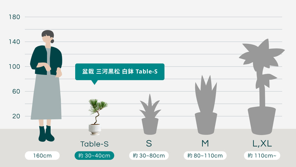 盆栽  三河黒松 白鉢 Table-Sのサイズ