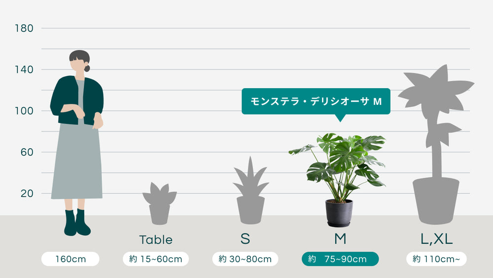 モンステラ・デリシオーサ Mのサイズ