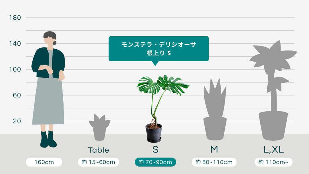 ユーカリ・グニー Mのサイズ