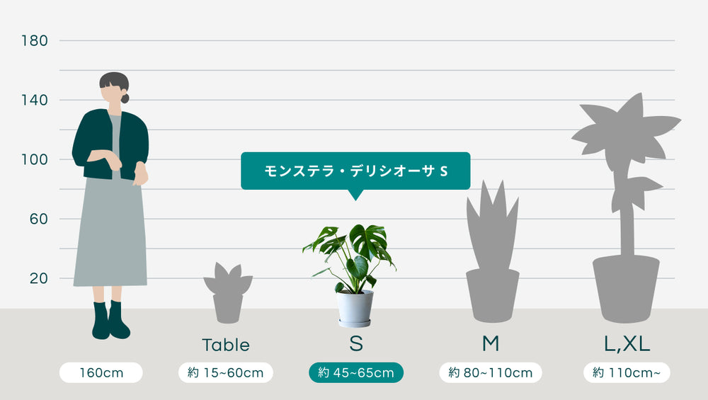 モンステラ・デリシオーサ Sのサイズ