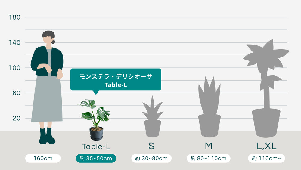 モンステラ・デリシオーサ Table-Lのサイズ