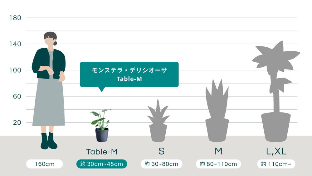 モンステラ・デリシオーサ Table-Mのサイズ