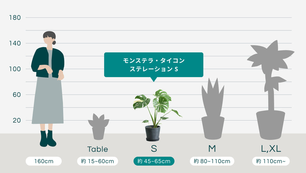 モンステラ・タイコンステレーション Sのサイズ
