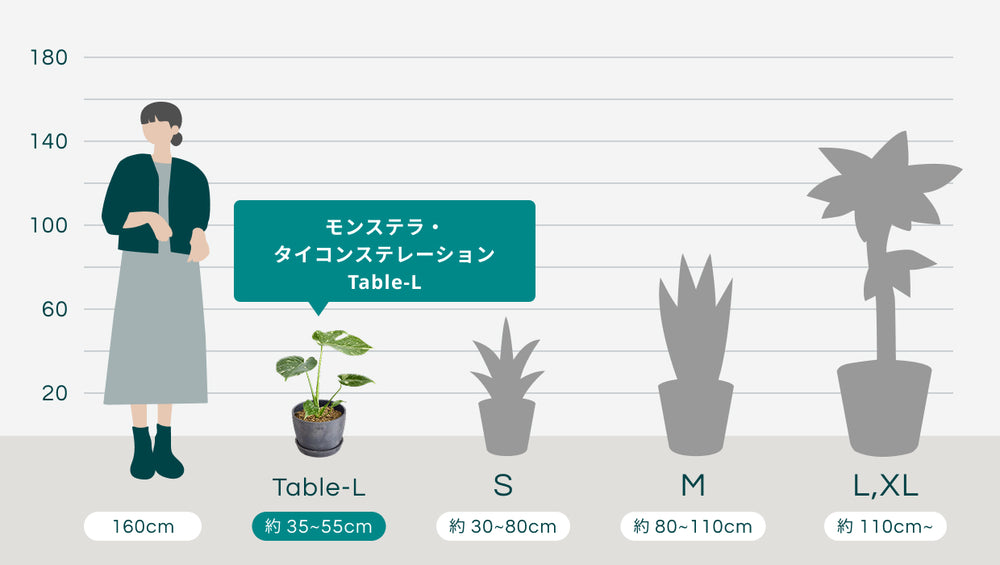 モンステラ・タイコンステレーション Table-Lのサイズ