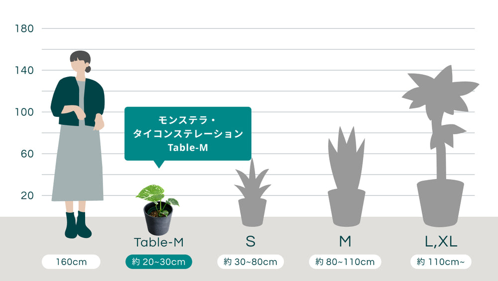 モンステラ・タイコンステレーション Table-Mのサイズ